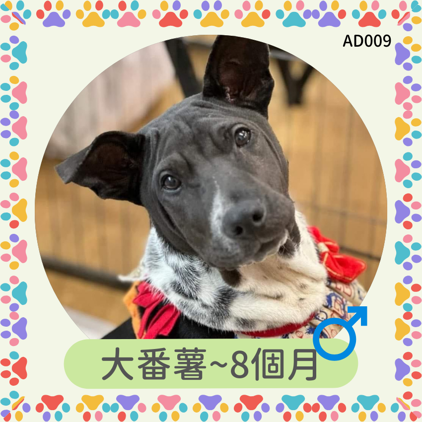大番薯